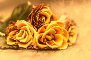 Bunch of roses lies on the floor Bunch of roses lies on the floor